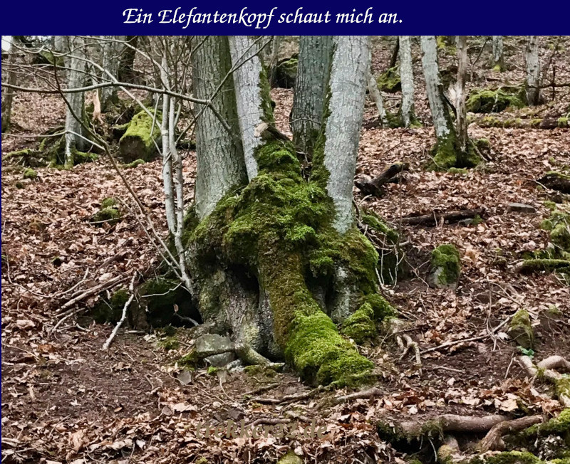 Waldfunde