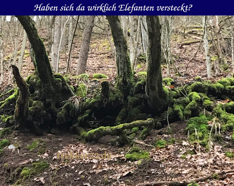Waldfunde
